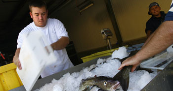 Gloucester Seafood Fish Auction